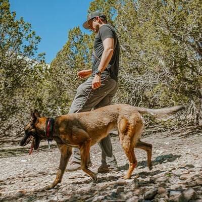 Uncharted Supply Co. Wolf Pack Collar